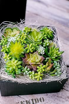 フェイク　多肉植物 楽天市場】セダムのフェイク多肉植物 Aタイプ グリーン 多肉